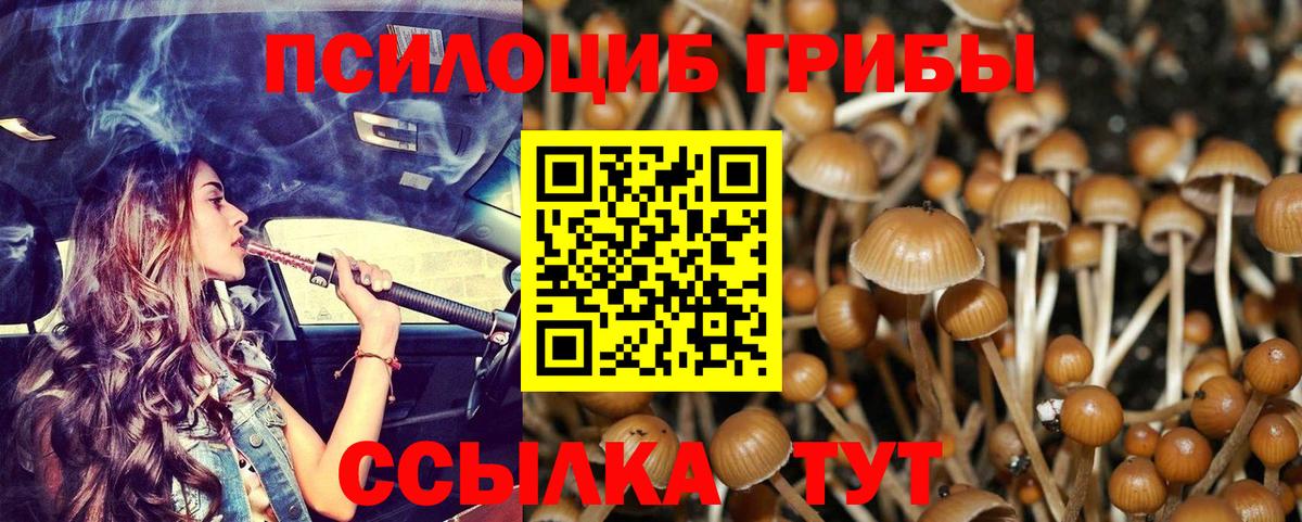 Псилоцибиновые грибы Psilocybe Мурино